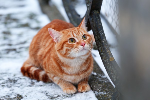 Red cat on fence with snow background