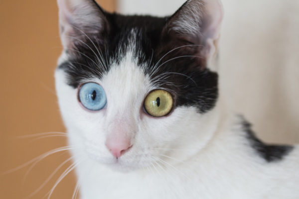 瞳の色が左右で違う オッドアイ ネコ 金目銀目とは 猫のごはん キャットフード口コミ比較